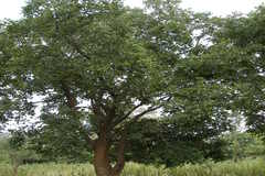 Pterocarpus santalinus